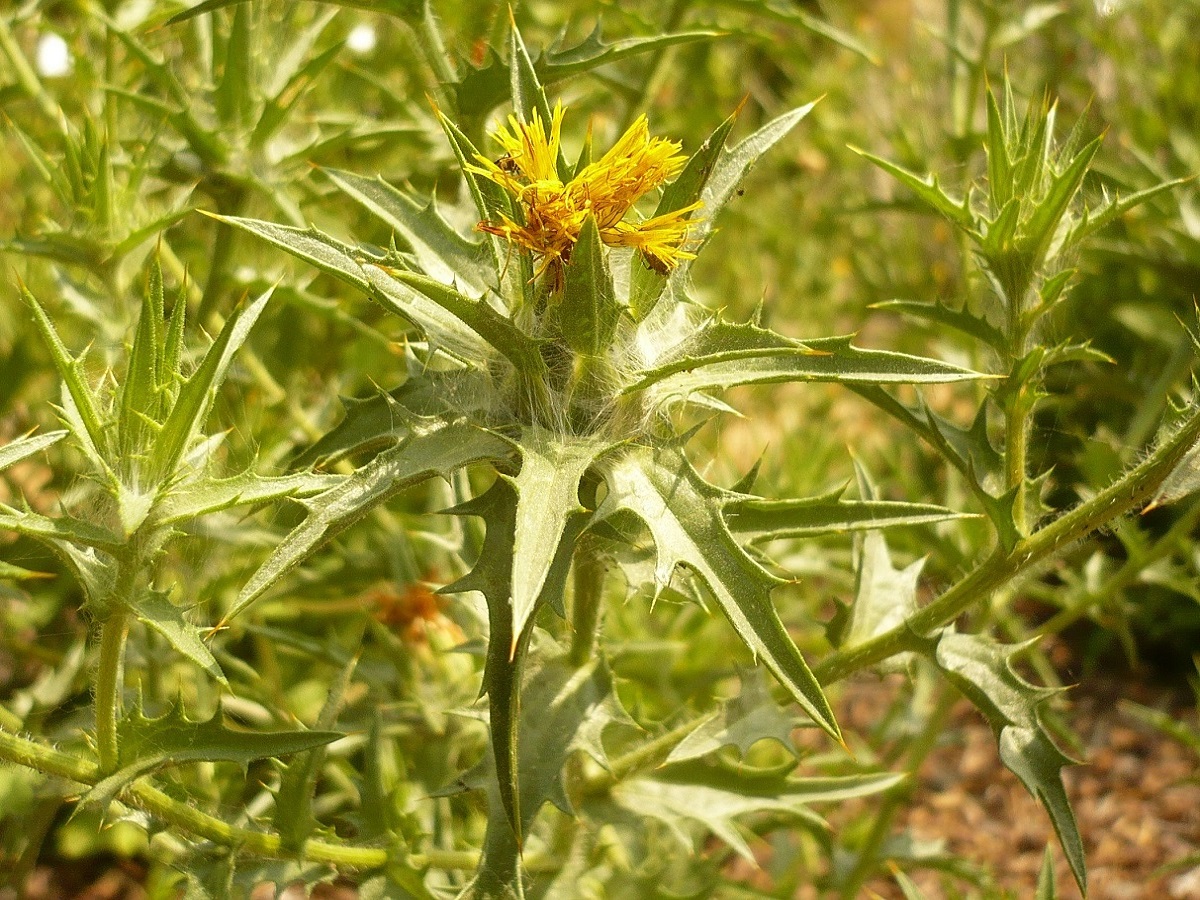 Carthamus lanatus (Asteraceae)